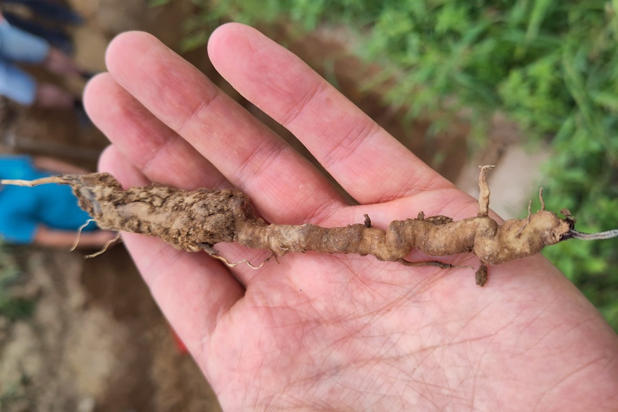 Albrecht Denneler, Leiter Obst- und Landschaftsbau und Pferdearbeit am Dottenfelderhof, stellte neu angelegte Agroforststreifen beim HumusKlimaNetz-Feldtag 2024 vor