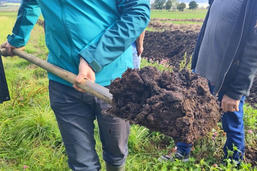 Die verrottete Mischung aus Klee und Pferdemist hat sich gut umgesetzt: dunkel, geruchlos und mit sichtbarem Bodenleben.