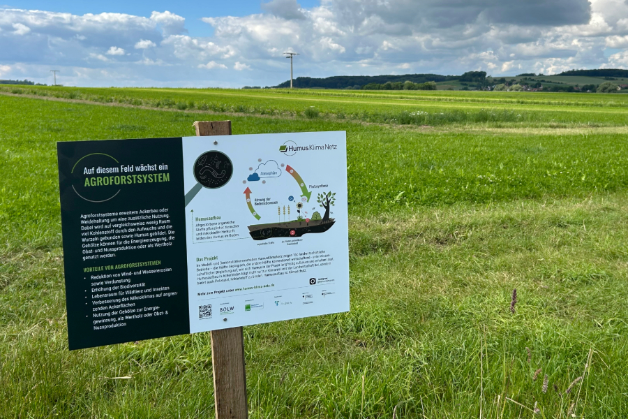 Feldrandschild Agroforst