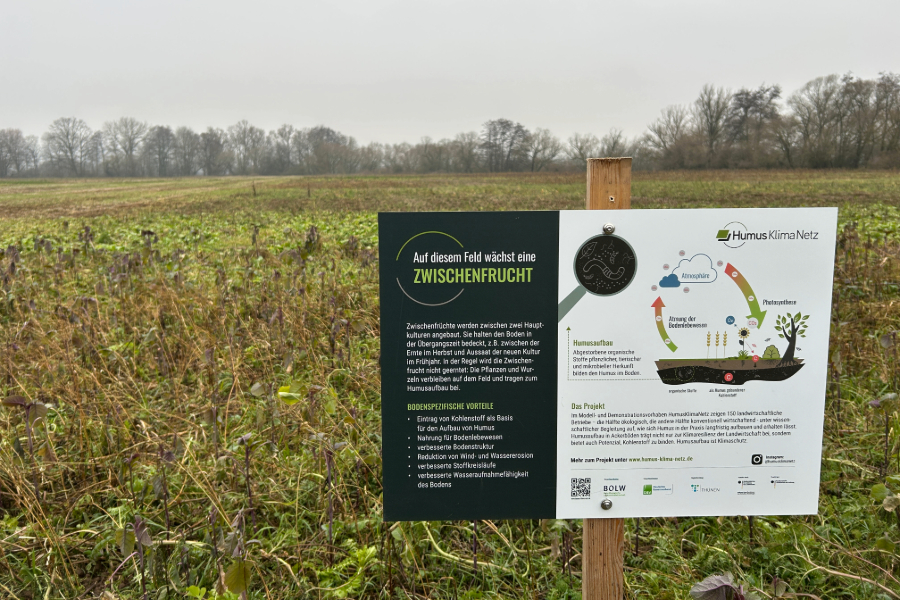 Feldrandschild Zwischenfrucht
